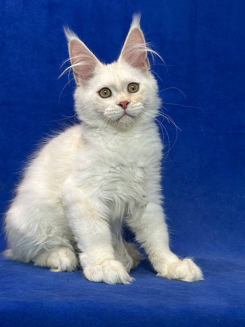 Dobryanka Maine Coon female, red silver shaded