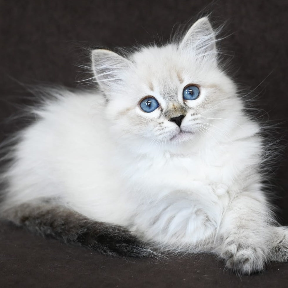 Kurt Siberian male, seal tabby pointed