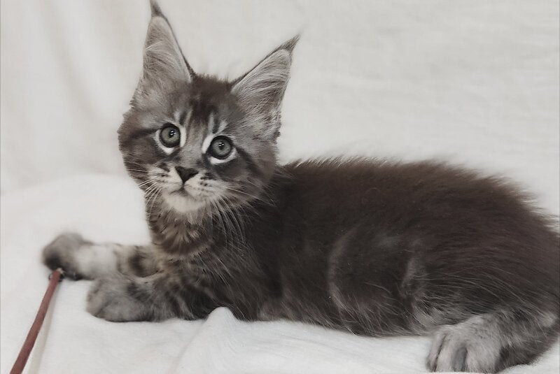 Drayv Maine Coon male, black silver tabby