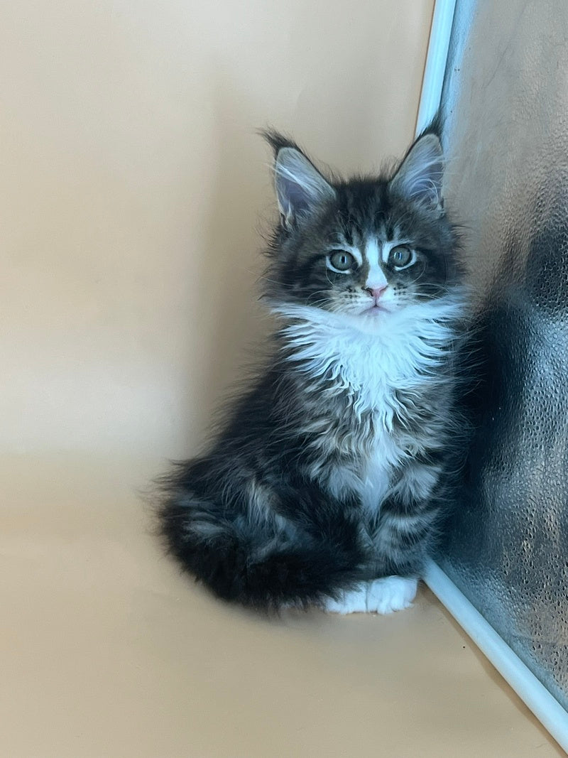 Bershka Maine Coon female, black tortie tabby bicolour