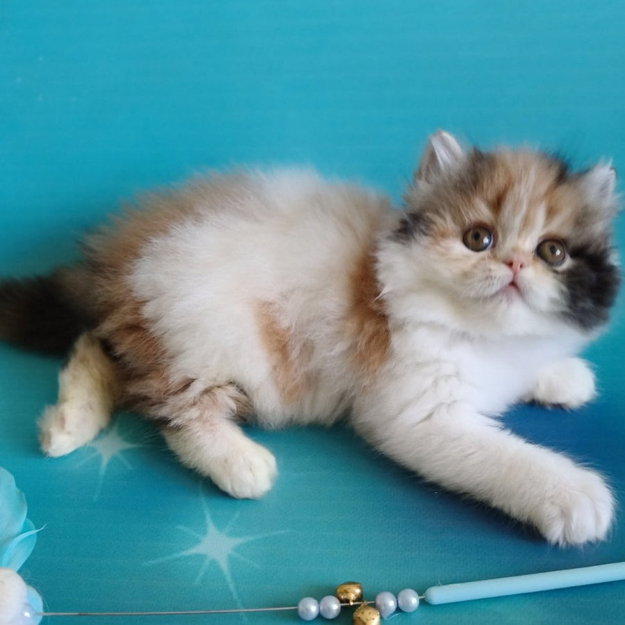 Nora Persian female, black tortie bicolour