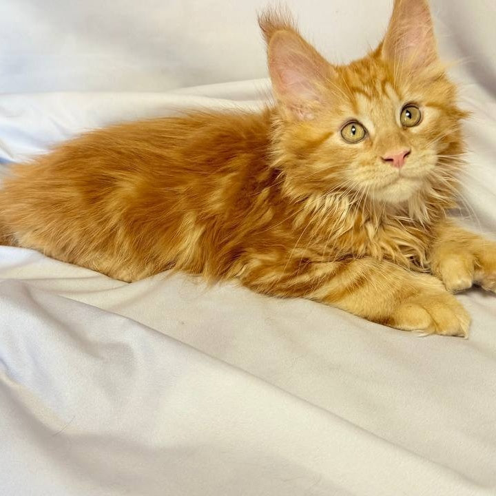 Mufasa Maine Coon polydactyl 6x6x6x6 male, red with white
