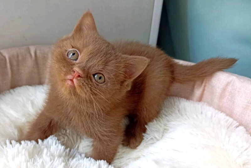 Camelia British Shorthair female, cinnamon