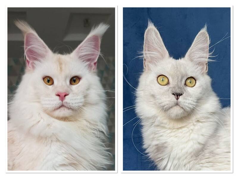 Dobryanka Maine Coon female, red silver shaded