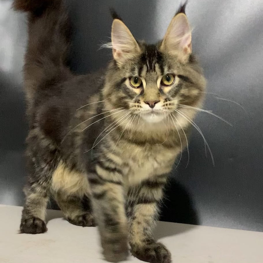 Tropicana Maine Coon female, black tabby