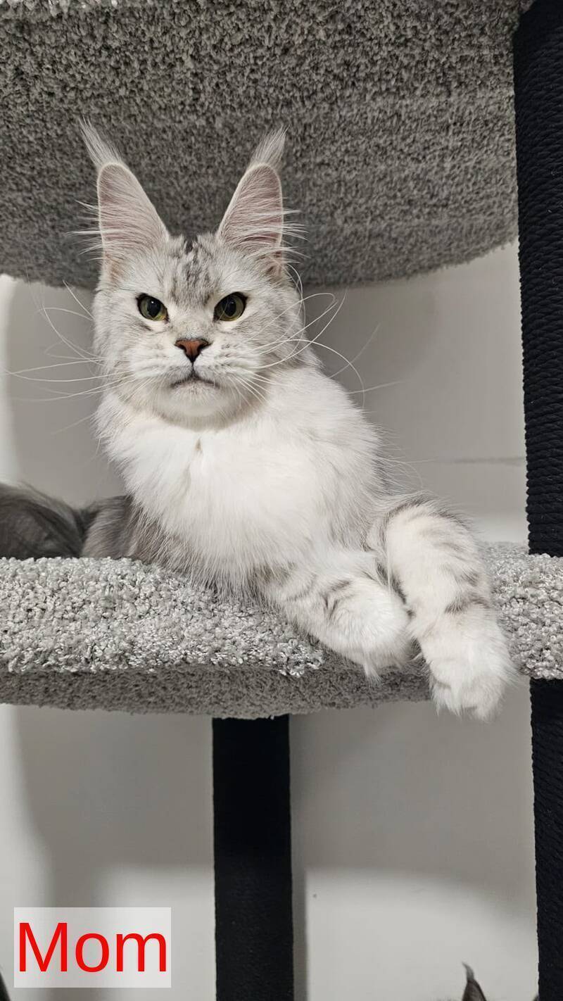 Natan Maine Coon male, black silver tabby with white