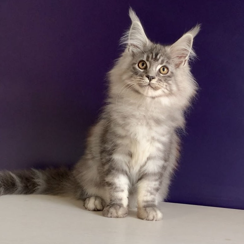 Manchester Maine Coon male, black silver tabby