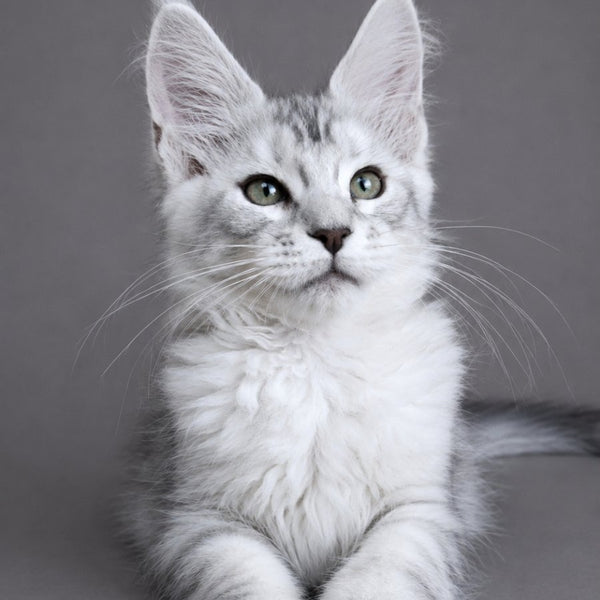 Lord Maine Coon male, blue silver tabby