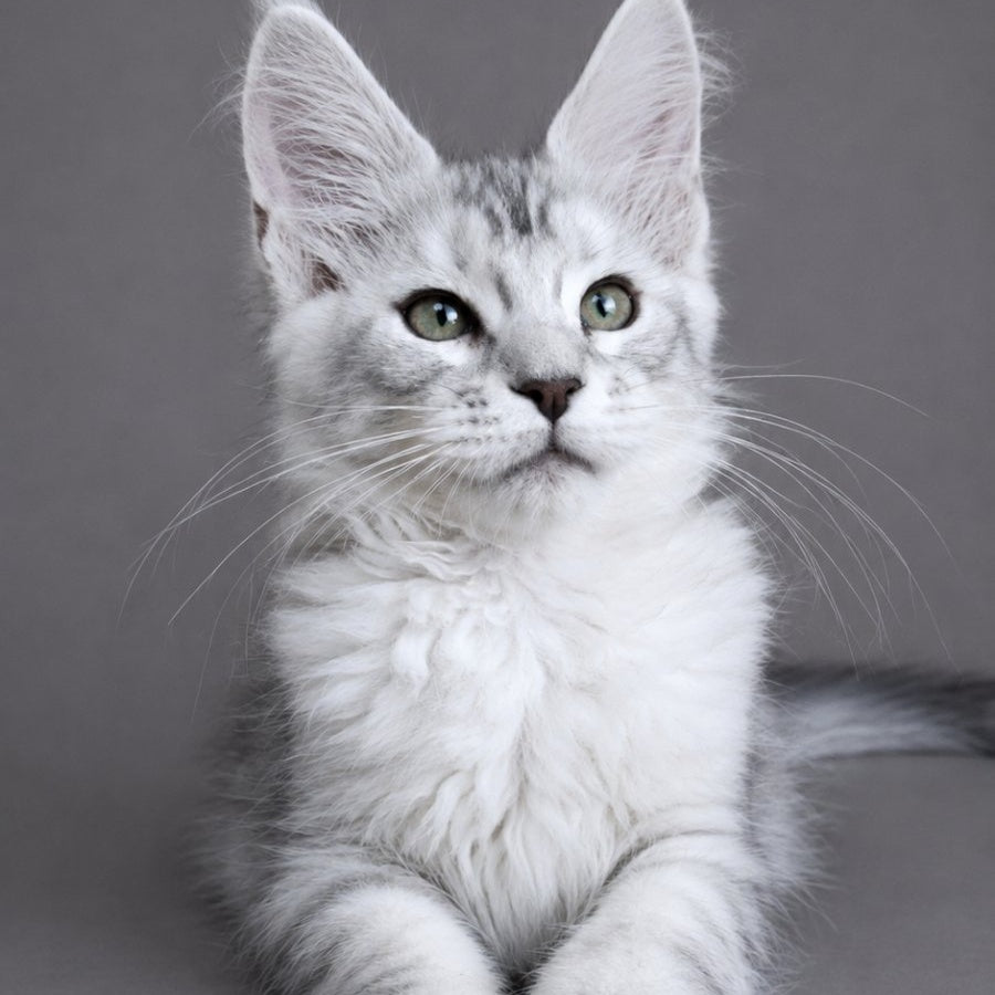 Lord Maine Coon male, blue silver tabby