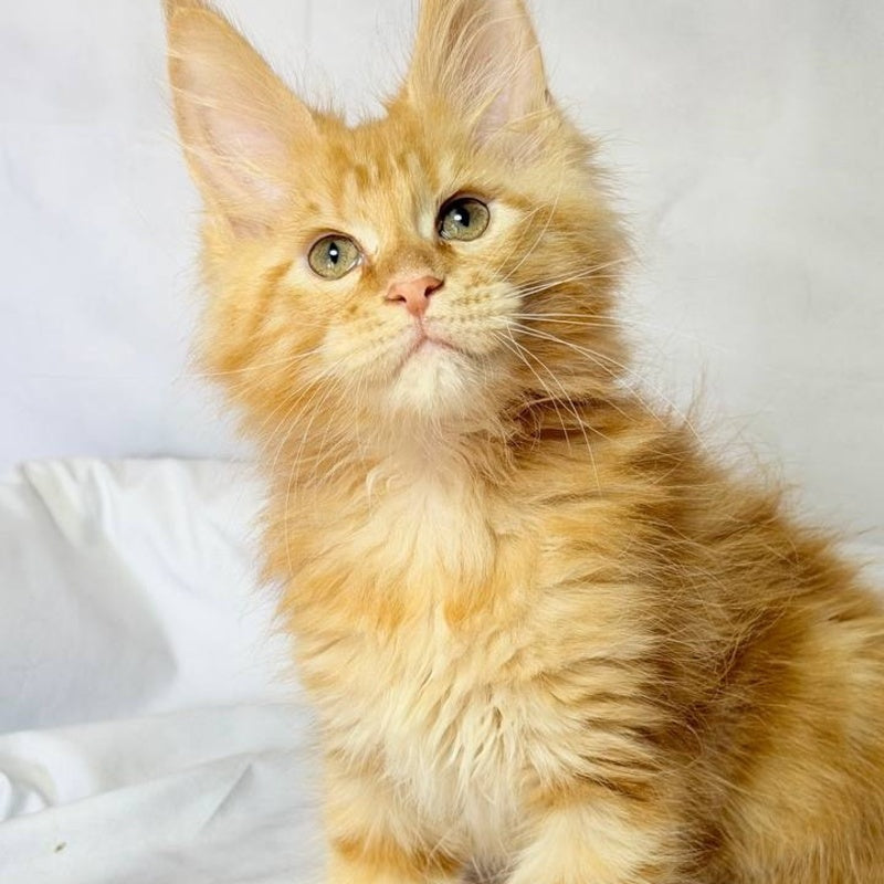 Luthor Maine Coon male, red tabby