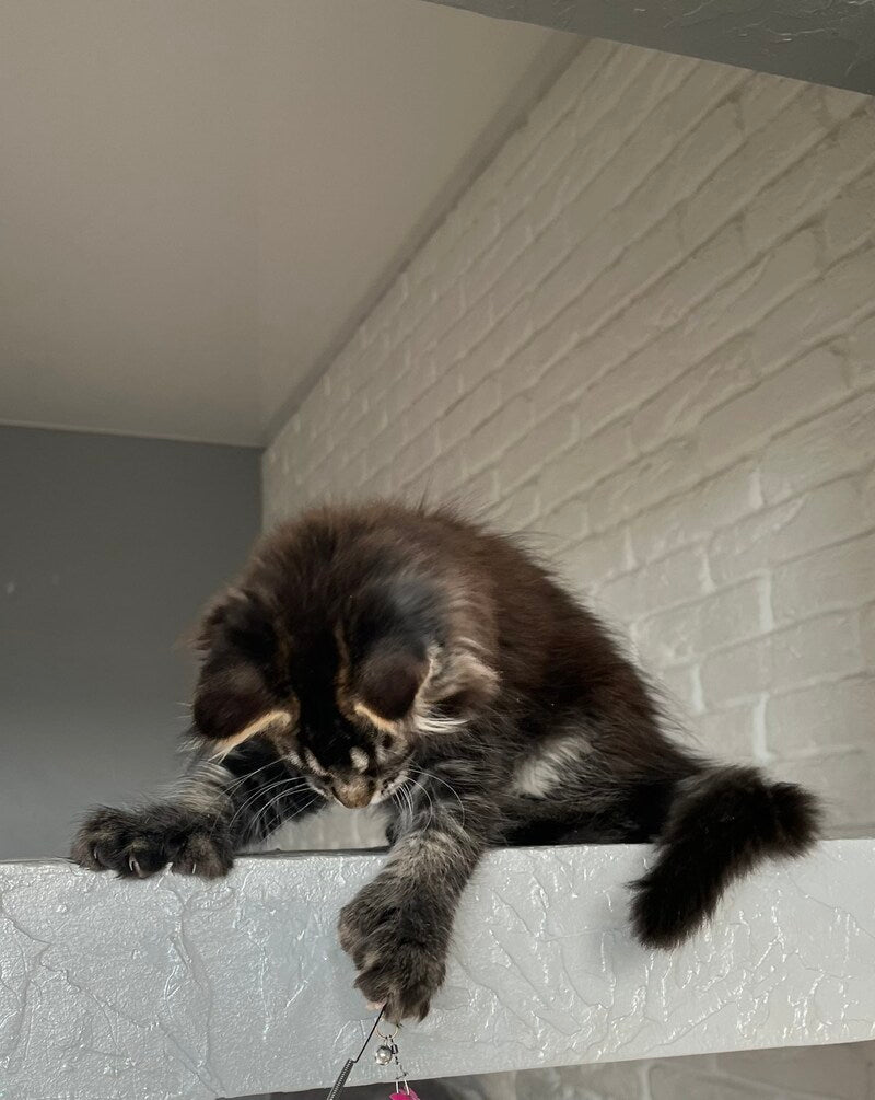 Xena Maine Coon polydactyl female, black ticked tabby