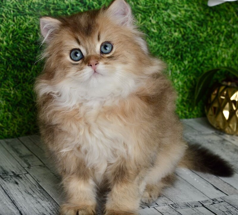 Sultan British Longhair male black golden shaded - live animals
