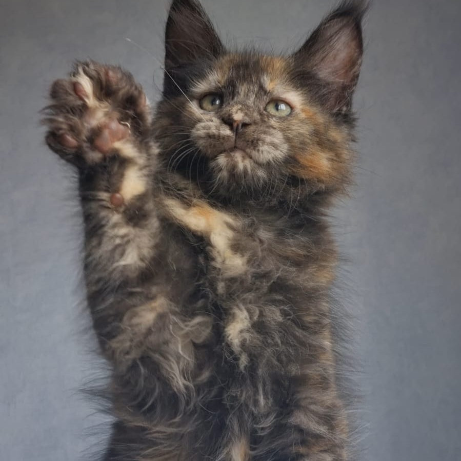 Pandora Maine Coon female, black tortie
