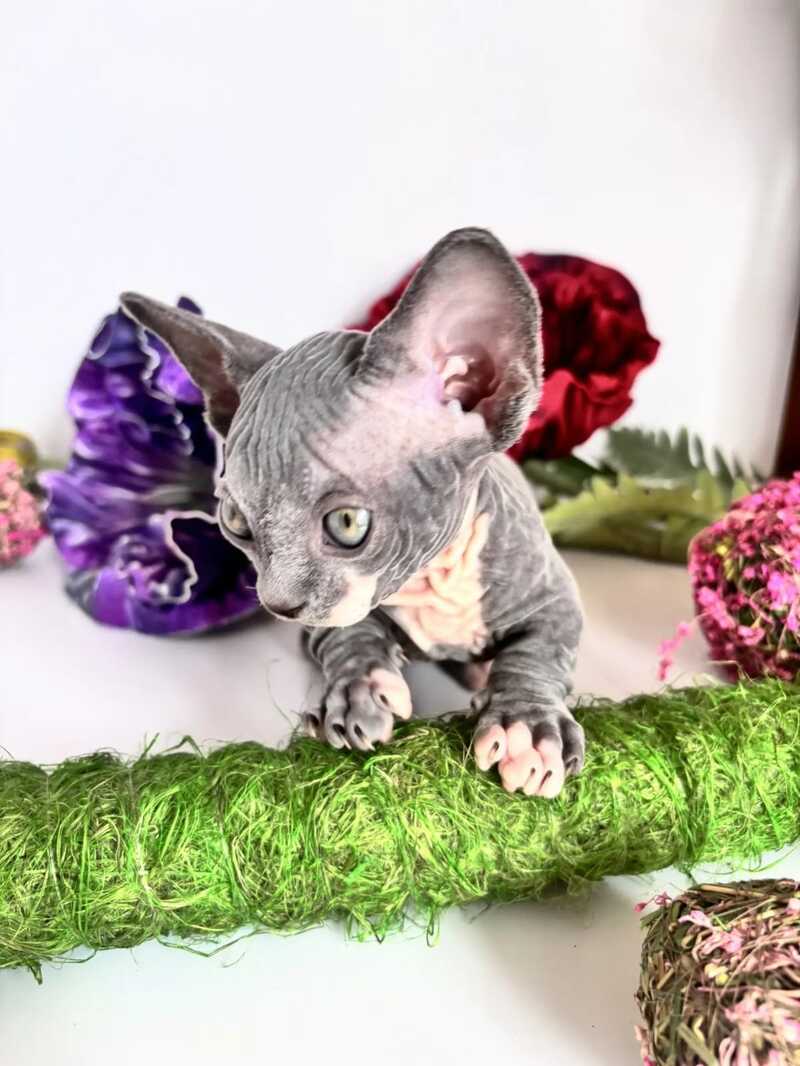 Barni Bambino male blue bicolour - live animals