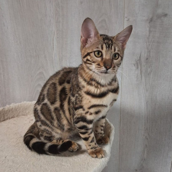 Buffy Bengal female, black spotted tabby