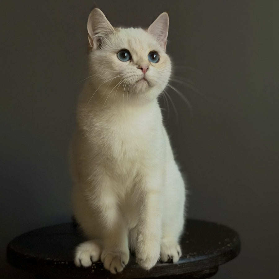 Mila British Shorthair female, black golden shaded pointed
