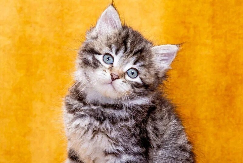 Dastin Siberian male, black spotted tabby