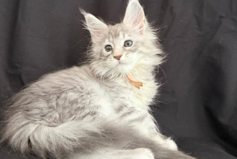 Zarqa Maine Coon female, blue silver tabby
