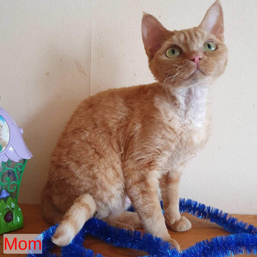 Oskar Devon Rex male, cream