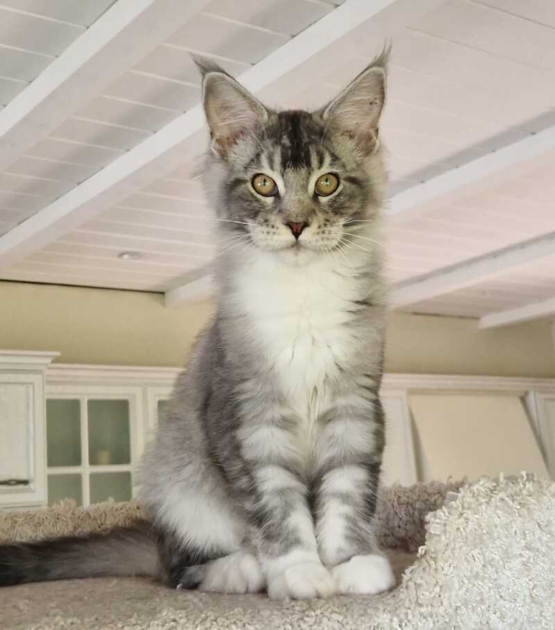 Archi Maine Coon male, black silver with white