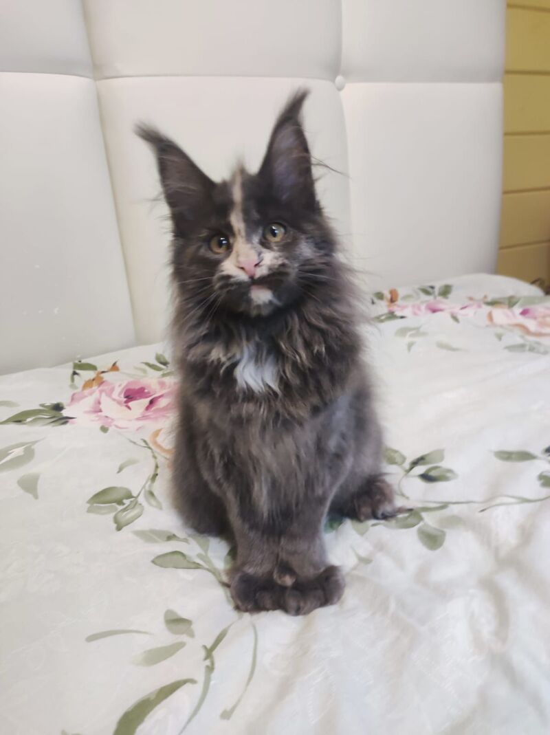 Enigma Maine Coon polydactyl female, blue tortie with white