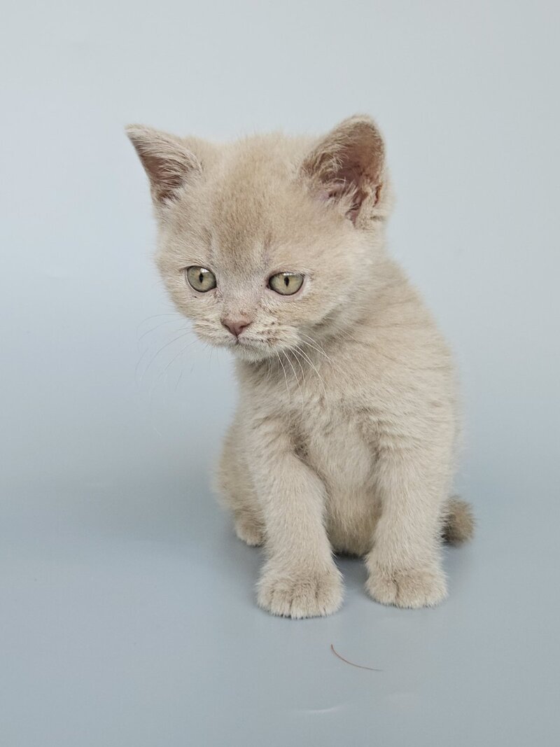 Ami British Shorthair female, fawn