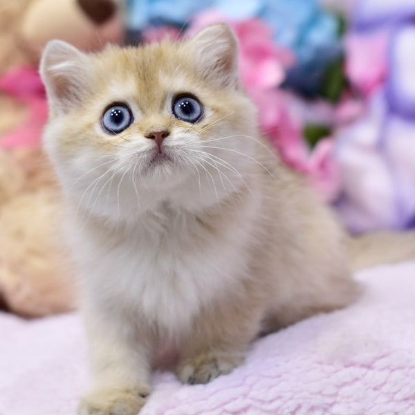 Gaby British Shorthair female, black golden shaded