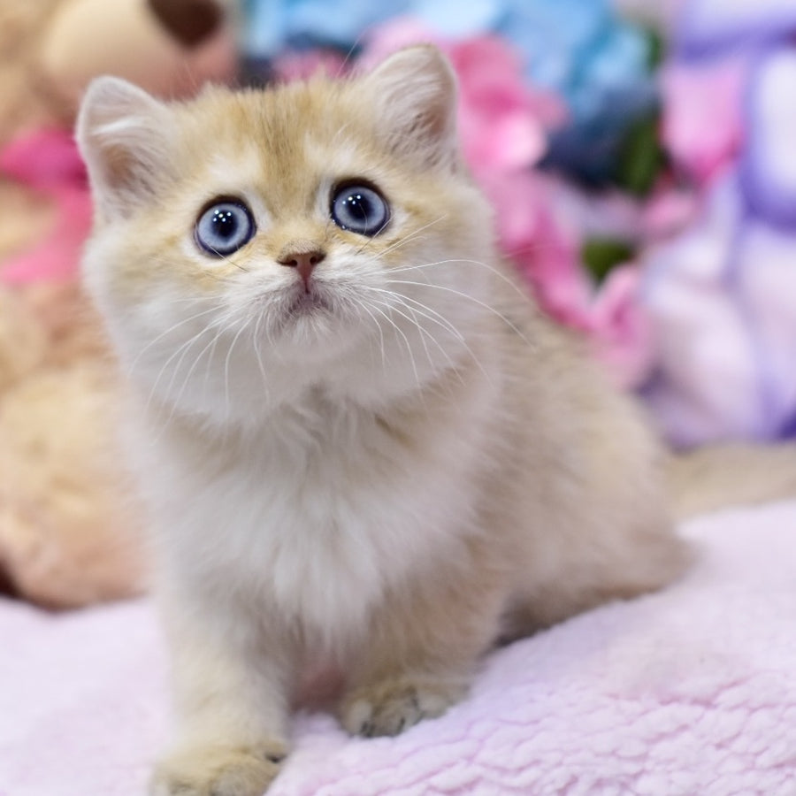 Gaby British Shorthair female, black golden shaded