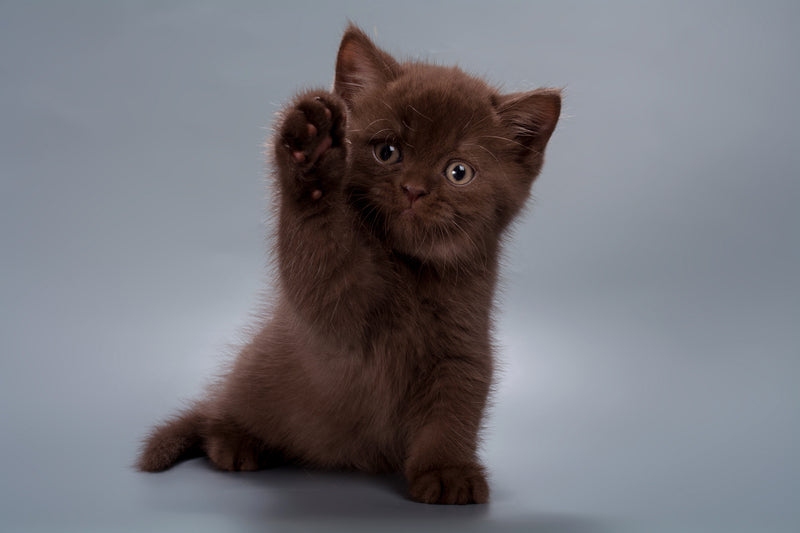Hershey British Shorthair male, chocolate