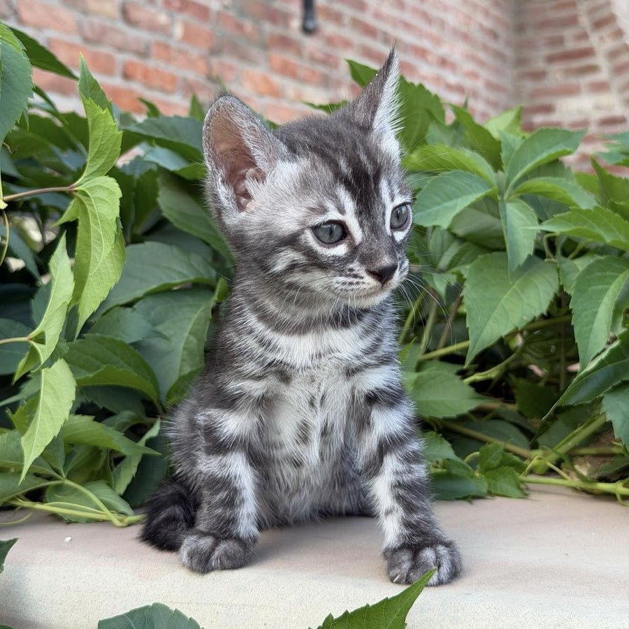 Christian Bengal male, black silver spotted tabby
