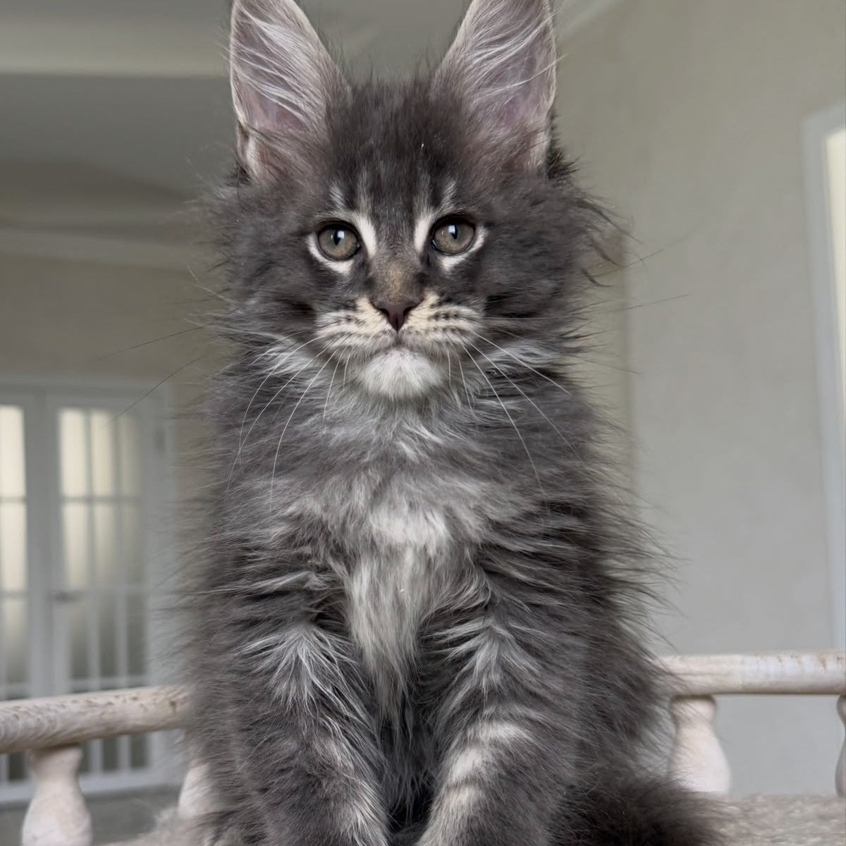 Yarik Maine Coon male, blue ticked tabby