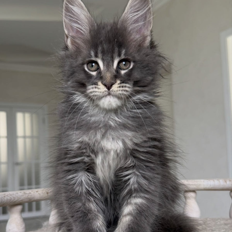 Yarik Maine Coon male, blue ticked tabby