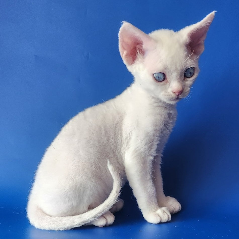 Marina Devon Rex female, white