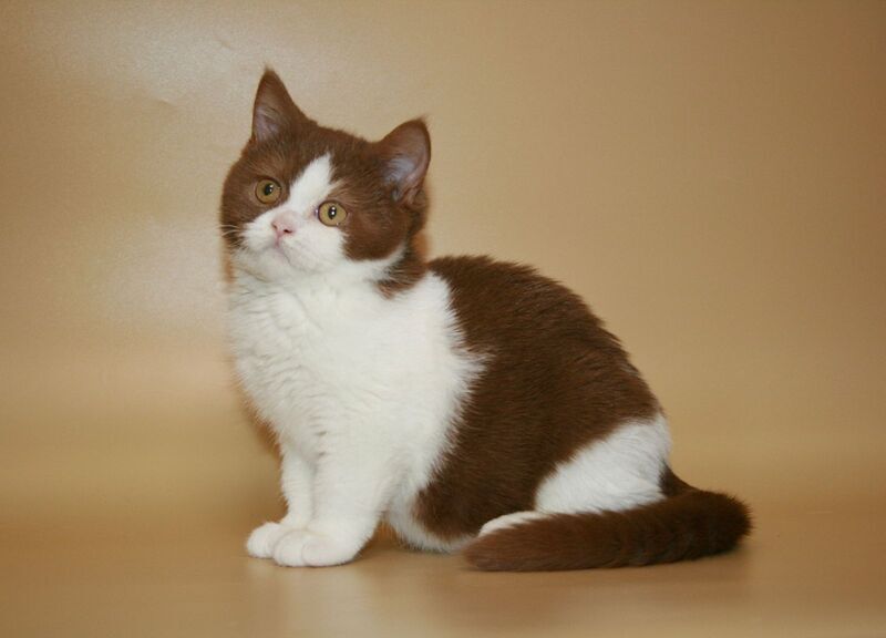 Jonathan British Shorthair male, cinnamon bicolour