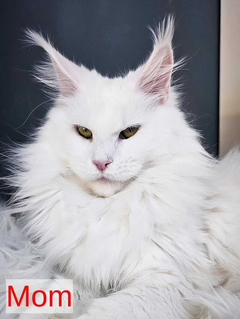 Irik Maine Coon male, black with white