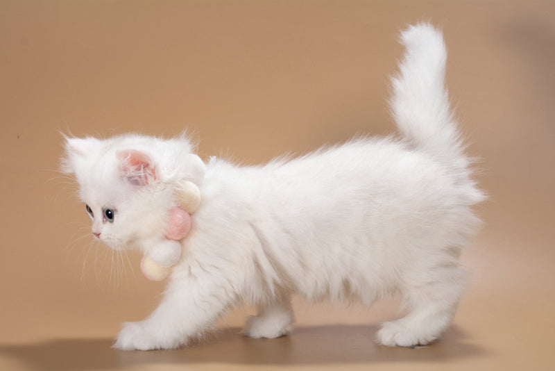Daniella British Longhair female, black golden shaded