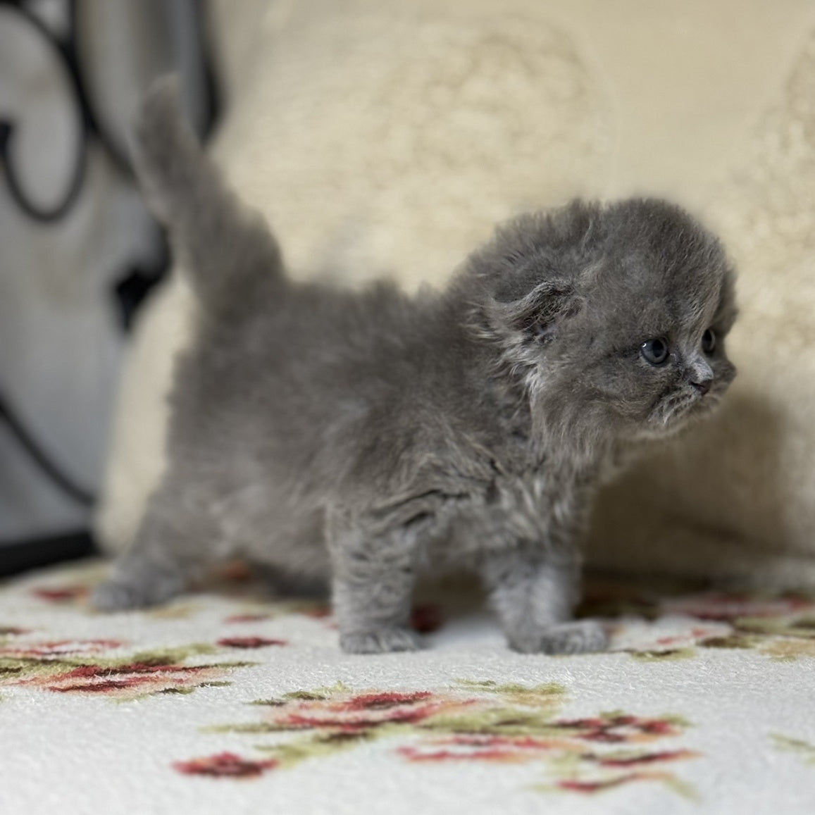 Bobby Scottish Fold male, blue
