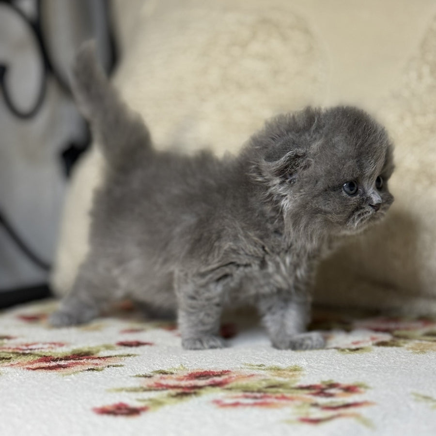 Bobby Scottish Fold male, blue