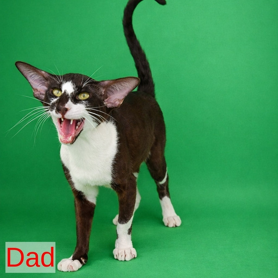 Marzipan Oriental Shorthair male, chocolate bicolour
