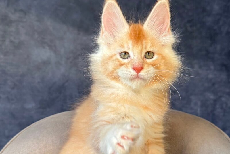 Hamelin Maine Coon male, red silver ticked tabby