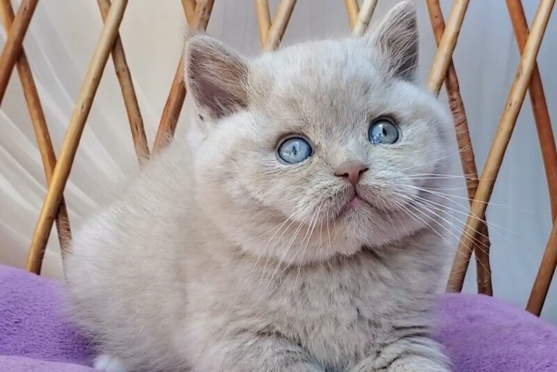 Xenon British Shorthair male, fawn