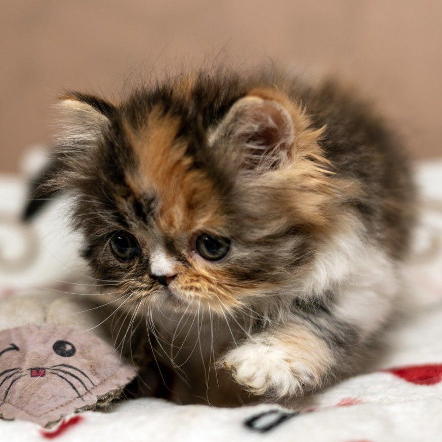 Kubishka Scottish Fold female, black tortie spotted tabby bicolour