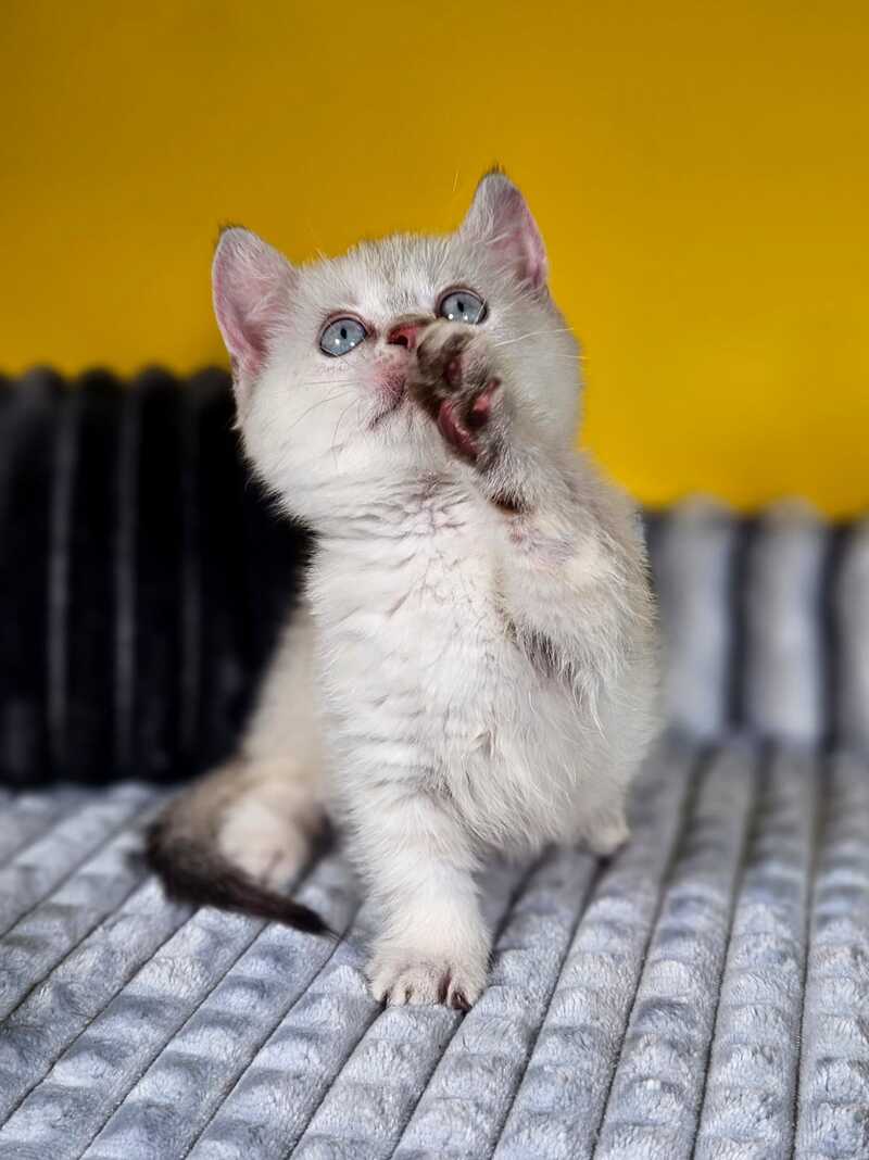 Michael Munchkin male, blue pointed tabby