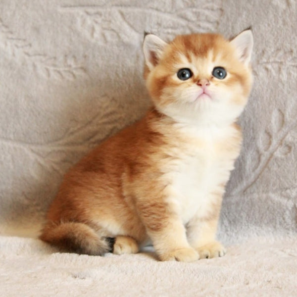 Latte British Shorthair male, black golden shaded