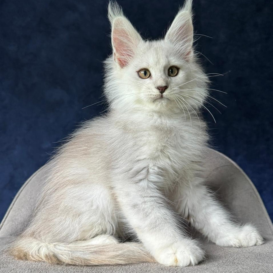 Yin Maine Coon male, black silver shaded