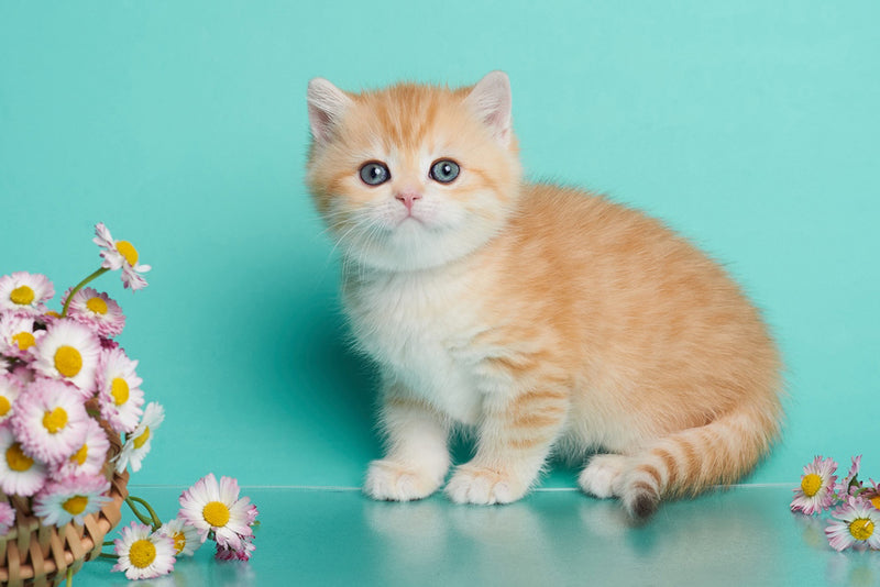 Felix British Shorthair male, chocolate golden spotted tabby