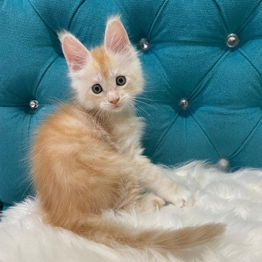 Timofey Maine Coon male, red silver