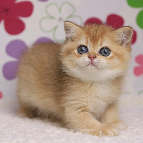 Ariel British Shorthair female, black golden chinchilla