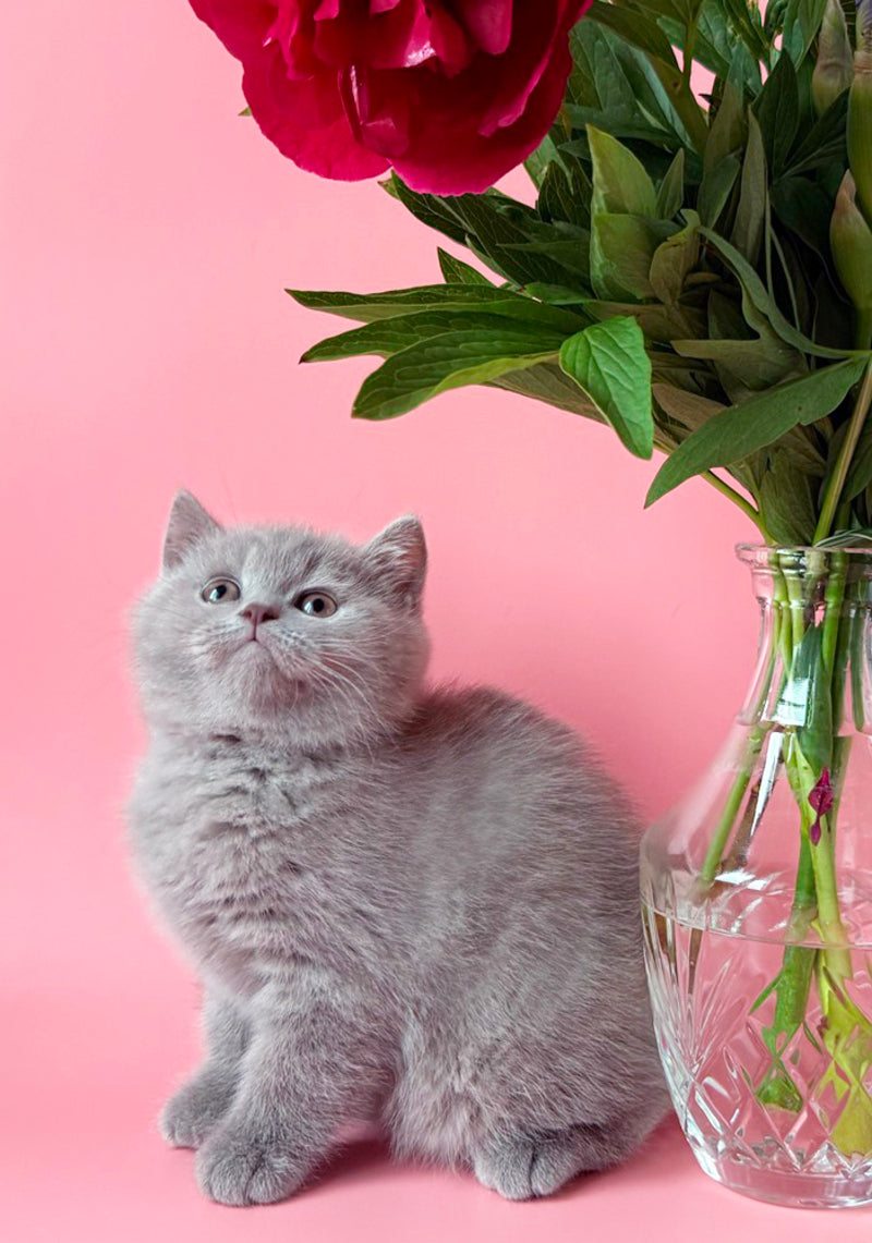 Lorenzo British Shorthair male, lilac