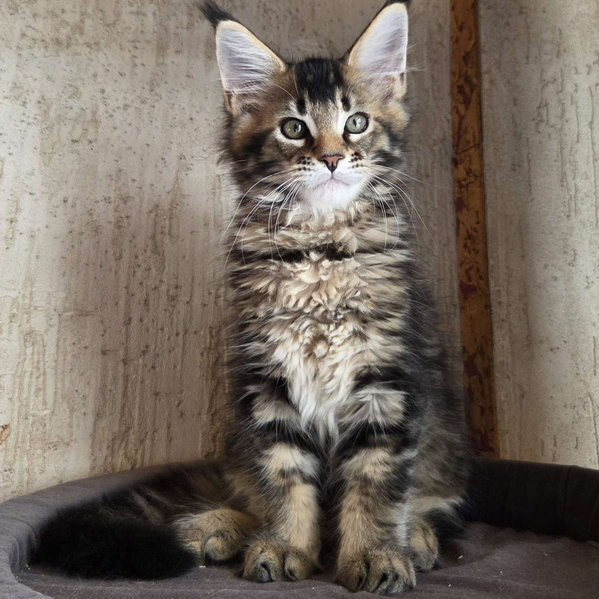 Radimir Maine Coon male, black ticked tabby